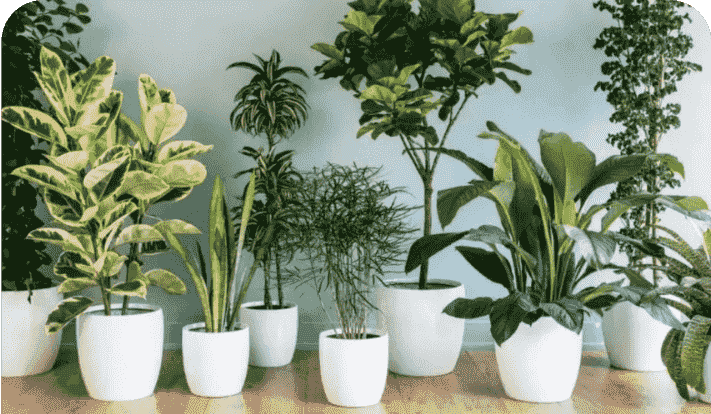 blooming-garden-centre-your-destination-for-quality